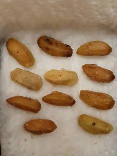 Azadirachta indica - Neem