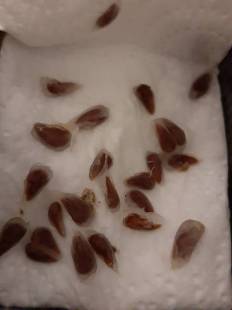 Morinda citrifolia - Noni