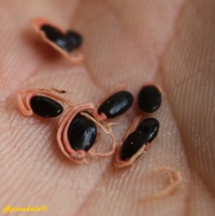 Seeds Photo
