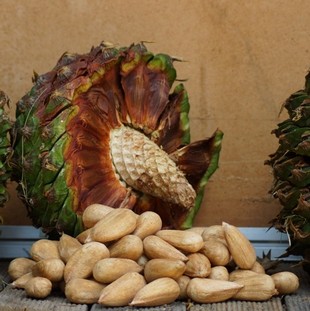 Seeds Photo