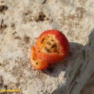 Seeds Photo