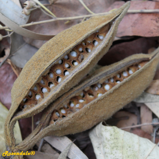Seeds Photo