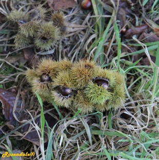 Seeds Photo