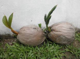 Cocos nucifera - Coconut tree