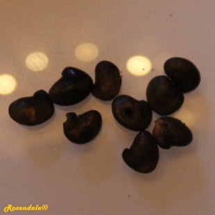 Seeds Photo