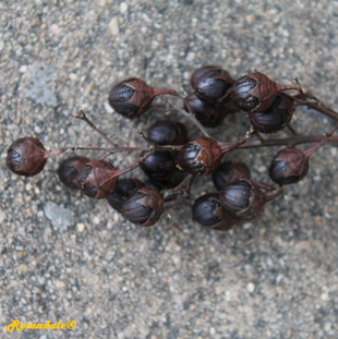 Seeds Photo