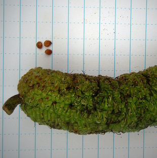 Seeds Photo