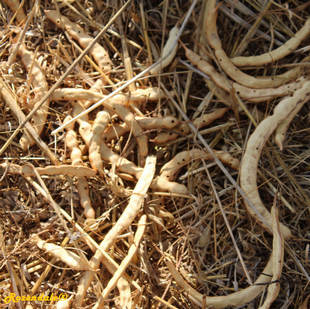 Seeds Photo