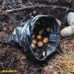 Seeds Photo