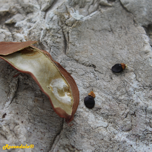 Seeds Photo