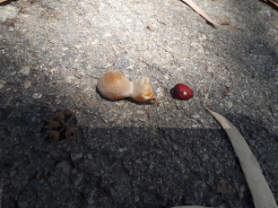 Seeds Photo