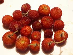 Arbutus unedo - Cane apples