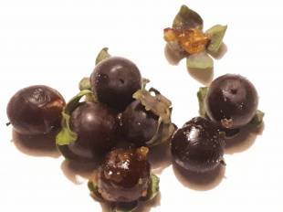 Diospyros virginiana - Persimmon tree