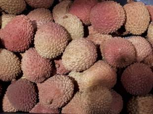 Litchi chinensis - Lychee tree