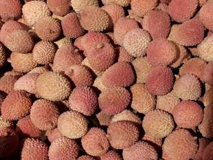Litchi chinensis - Lychee tree