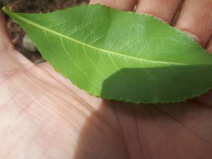 Catha edulis - Qat