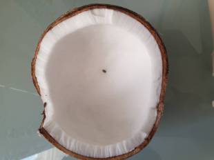 Cocos nucifera - Coconut tree