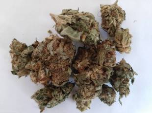 Cannabis sativa - Weed plant