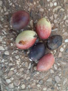 Acokanthera spectabilis - Unkn