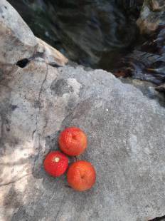 Arbutus andrachne - Greek strawberry tree