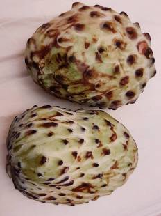 Annona cherimola - Cherymoya