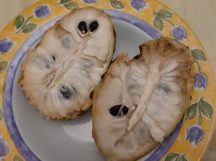 Annona cherimola - Cherymoya
