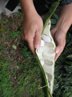 Inga edulis - Ice-cream bean tree