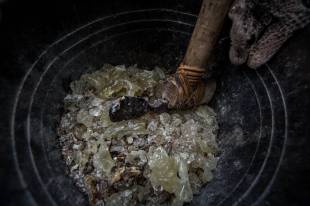 Shorea javanica - White meranti