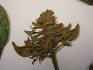 Spathodea campanulata - Nandi flame