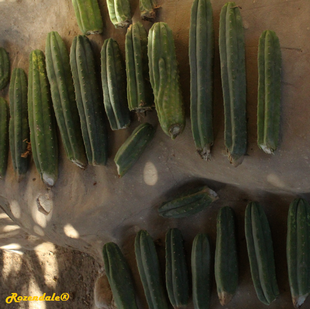 Crops Photo